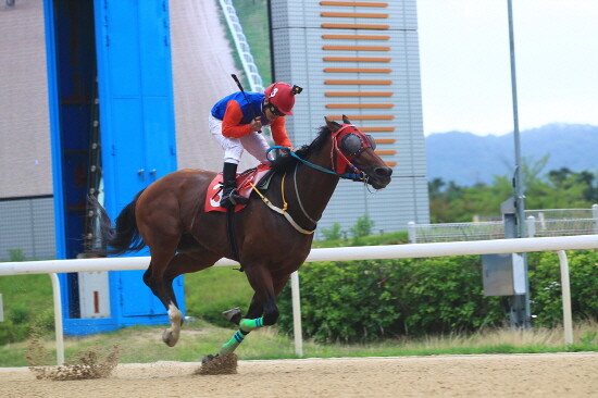 위너스맨 결승선 통과 모습. 사진=부산경남경마공원 제공