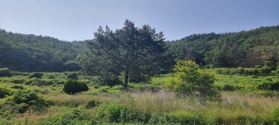 남해군 이동면 신전리 호구산에서 발견한 구형의 곰솔. 사진=경상국립대 제공