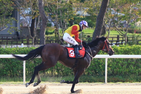 히트예감. 사진=부산경남경마공원 제공