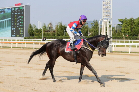 블랙머스크. 사진=부산경남경마공원 제공