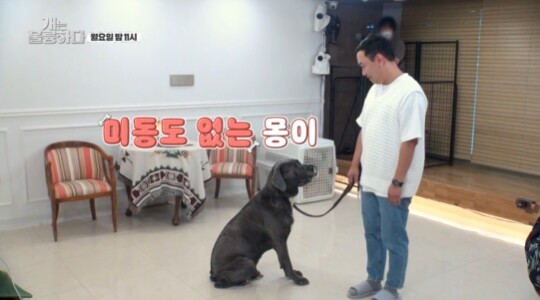 사진=KBS 개는 훌륭하다