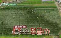 '일꾼의 탄생' 충북 괴산 오가마을, 밀림 같은 대학 찰옥수수 밭과 사투