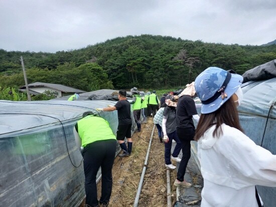 일손돕기 진행 모습. 사진=경남도 제공