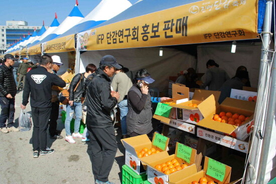 진영단감축제  ㅈ진행 장면. 사진=김해시 제공