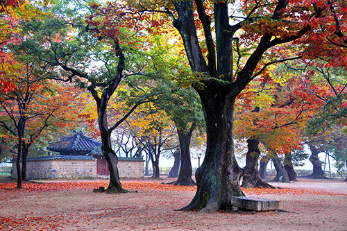 계림추경. 사진=경주시 제공