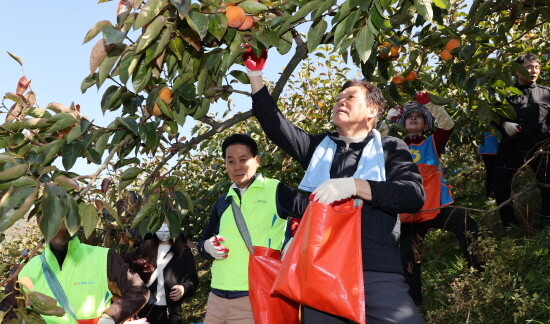 박완수 도지사(오른쪽)가 단감수확 농촌일손돕기를 펼치는 모습. 사진=경남도 제공