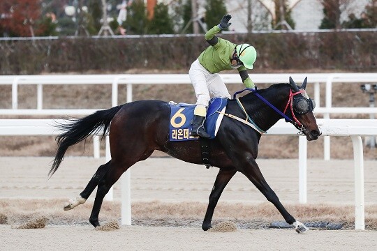 11월 13일 열린 제18회 대통령배(GI) 대상경주에서 라온퍼스트가 강력한 우승 후보 위너스맨을 꺾고 대망의 우승을 차지했다. 사진=한국마사회 제공