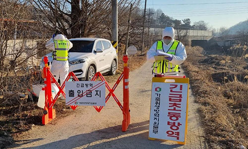 경북 상주 육계 농장에서 조류인플루엔자 의사환축이 발생해 방역당국이 비상에 걸렸다. 사진=경북도 제공