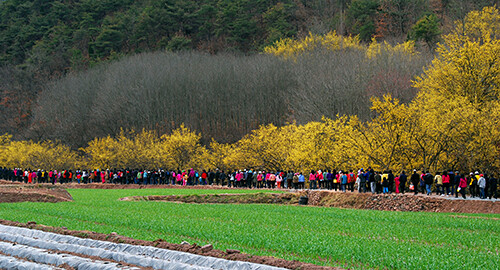 의성 산수유축제. (사진=경북도 제공)