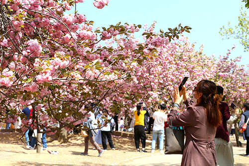 지난해 불국사 겹벚꽃 축제. 사진=경주시 제공