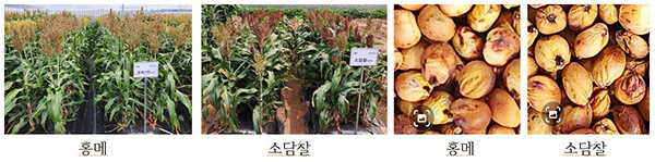 '홍메' 생육 및 알곡 특성
