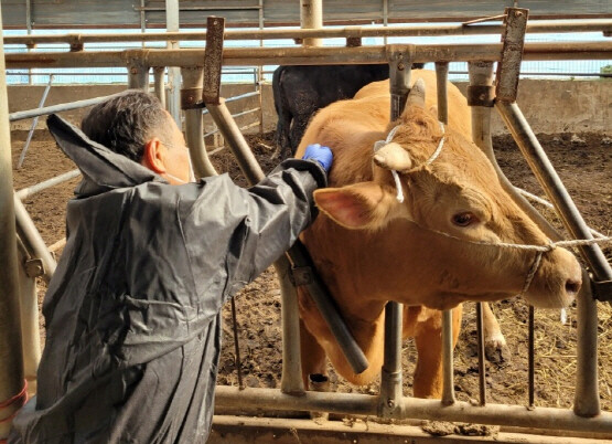 소 구제역 접종 모습. 사진=김해시 제공