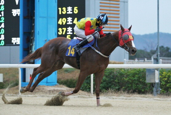 닥터오스카. 사진=한국마사회 부산경남본부 제공