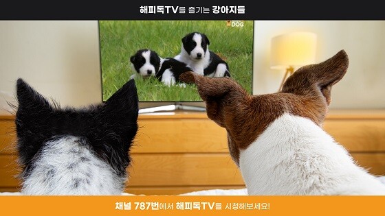 해피독TV 이미지. 사진=KT스카이라이프 제공