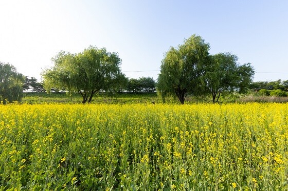 창릉천 유채꽃밭. 사진=고양시 제공