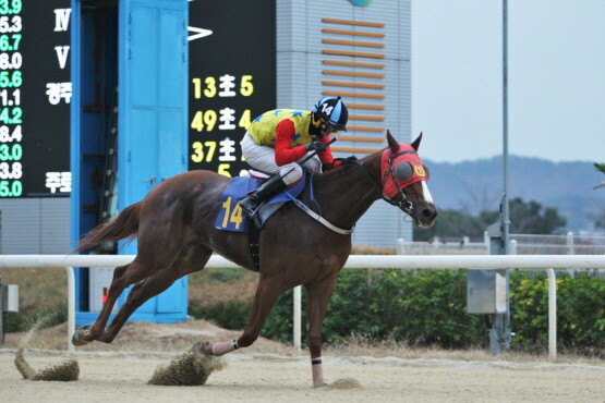 닥터오스카. 사진=한국마사회 부산경남본부 제공