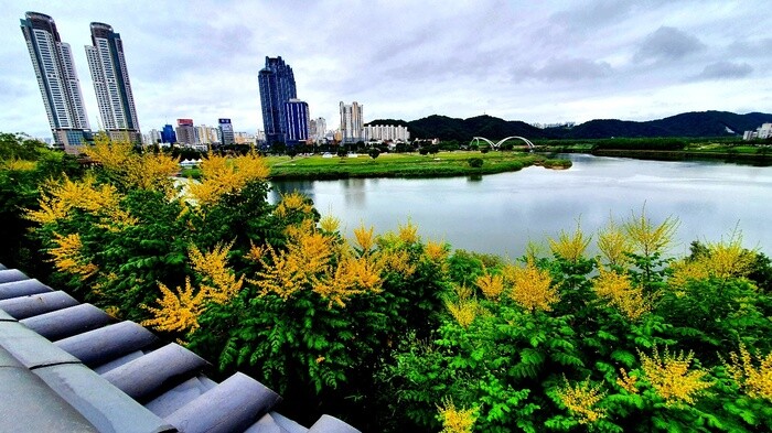 태화강 모감주 꽃 이미지. 사진=울산시 제공