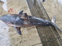 동해안서 악상어·백상아리 사체 잇따라 발견…안전 순찰 강화