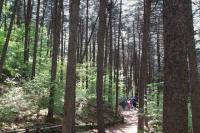 ‘대한민국 100대 명품숲’에 경기도 7개 숲 선정