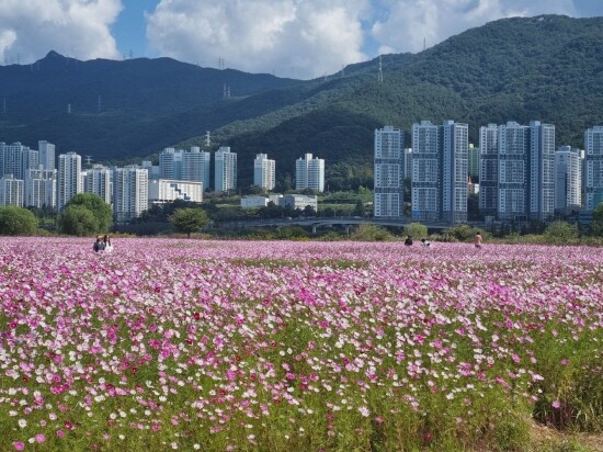 생태체육공원 코스모스 만개 장면. 사진=김해시 제공