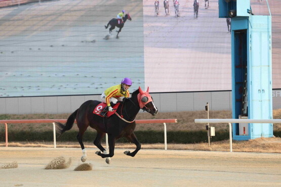 브리더스컵 루키 우승마 한강클래스와 박재이 기수. 사진=한국마사회 부산경남본부 제공