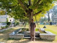 파키스탄의 ‘체포된 나무’ 사연 들어보니…