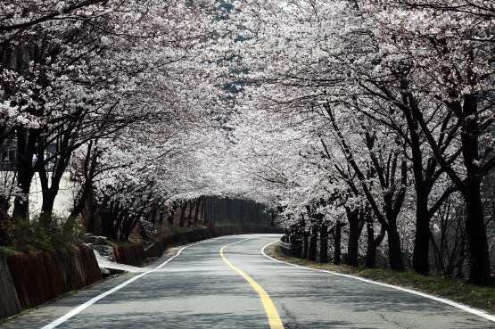 하동 십리벛꽃길. 사진=경남도 제공