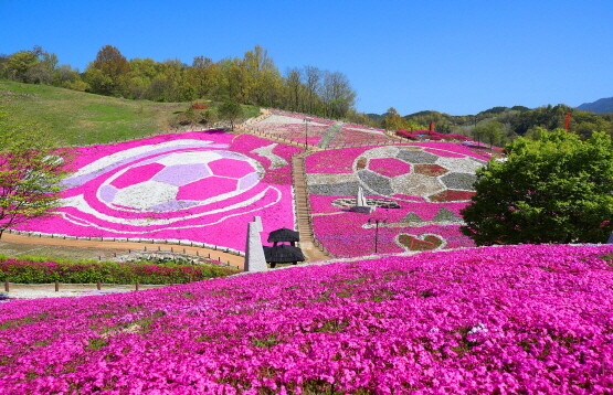 산청 생초꽃잔디축제. 사진=경남도 제공