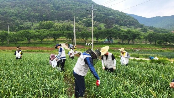 일손돕기 실시 장면. 사진=경남농협 제공