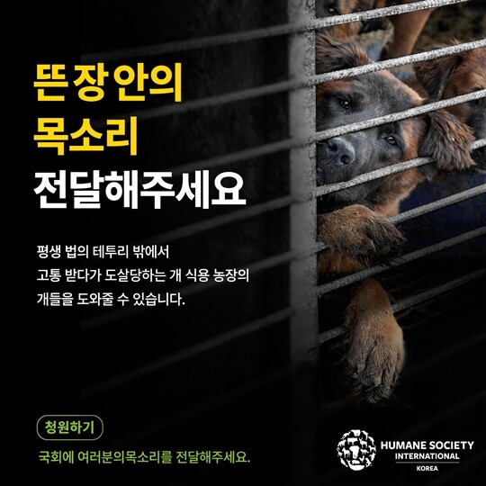 농장에서 사육되고 있는 개들이 처한 열악한 환경을 알리는 포스터. 사진=한국 휴메인 소사이어티 인터내셔널