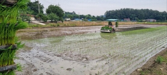 서포친환경영농조합이 가루쌀 생산단지에서 모내기를 하고 있다. 사진=사천시 제공