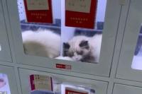 중국에 등장한 반려동물 자판기 ‘충격’