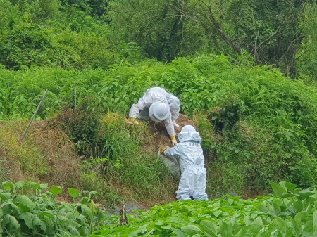 의령군 벌집 제거 모습. 사진=경남도 제공