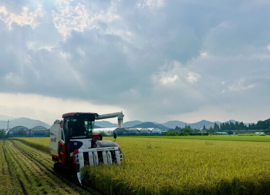 첫 벼 수확 장면. 사진=김해시 제공