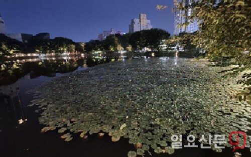 야간경관으로 새 단장한 이천 안흥지 . 사진= 유인선 기자