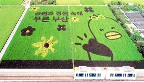 유색벼 활용 논그림. 사진=부산시 제공