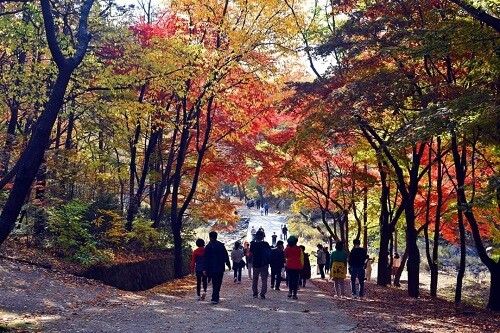 가을 단풍에 물든 서울대 관악수목원. 사진=안양시 제공