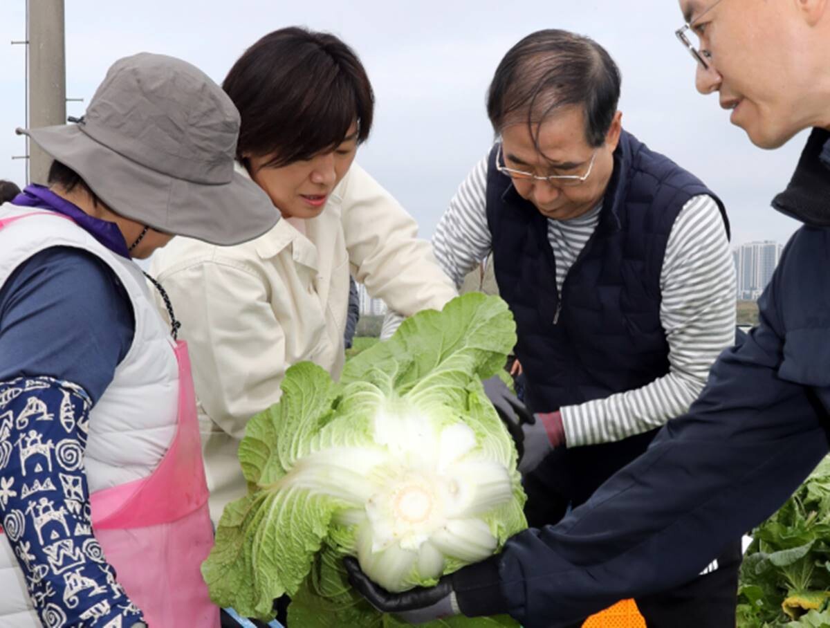 충남 아산시 배방읍 소재 배추 산지를 방문한 한덕수 국무총리. 사진=연합뉴스