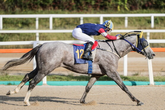 2024년 농협중앙회장배 캡틴피케이 우승장면. 사진=한국마사회 부산경남 제공