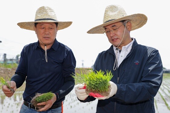 가와지1호 모내기 시연에 참석한 이동환 고양특례시장(오른쪽). 사진=고양특례시 제공