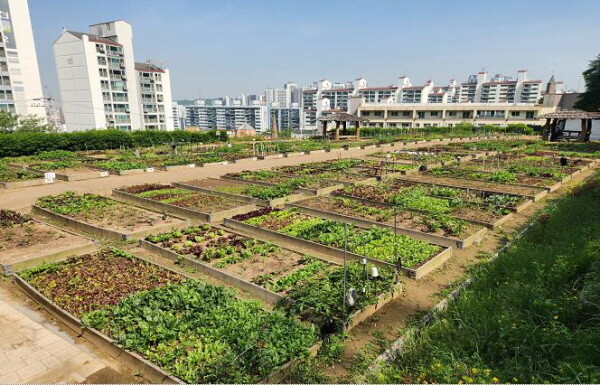 도시농업농장 어울림 텃밭. 사진=미추홀구 제공