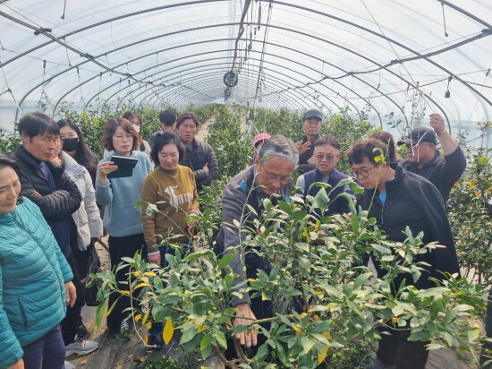 ‘2025년 만감류 재배 전문가 양성 교육’ 장면. 사진=경남도 제공