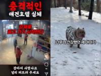 "관리 부실" vs "악마의 편집"…김포 유명 애견호텔 반려견 죽음 진실공방