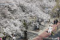 [시선25] 탄핵의 겨울 지나고…다시 만난 ‘벚꽃’세계