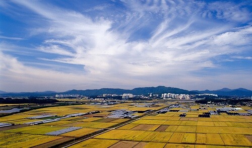 ' 이천 쌀' 재배 농경지. 사진= 임금님표 브랜드 관리본부 제공
