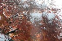 "벌써 내리면 어떡해" 확 추워진 가을, 다음주 첫눈 예측도