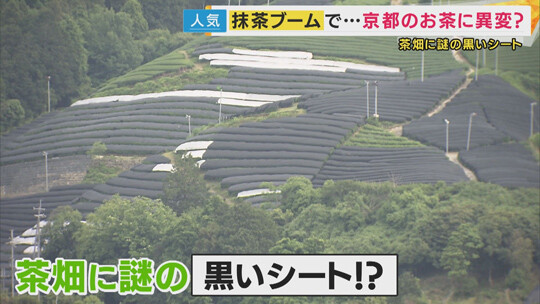 말차 붐에 대응해 기존 센차 밭을 텐차 밭으로 전환하는 농가도 늘고 있다. 텐차 생산을 위해 검은색 시트로 덮인 차밭. 사진=칸테레 TV 뉴스 캡처