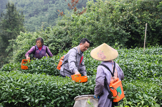 세계적인 말차 열풍을 타고 중국이 몇 년 전부터 대규모 투자를 시작하면서 말차 생산량을 빠르게 끌어올리고 있다. 구이저우성의 농민들이 찻잎을 수확하는 모습. 사진=신화/연합뉴스