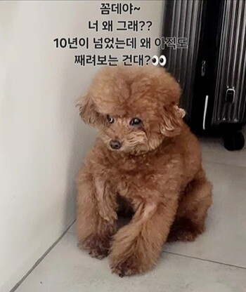 주사 이모  A 씨가 2024년 12월 키의 자택으로 추정되는 곳에서 촬영한 키의 반려견 꼼데의 사진. 사진=인스타그램 캡처