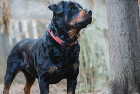 맹견 참고 이미지. 사진=김해시 제공